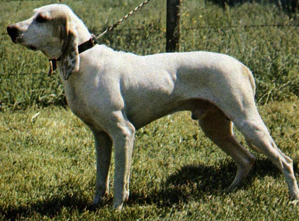 Porcelaine