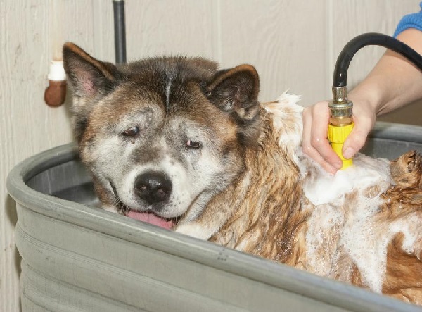 Bagno del cane