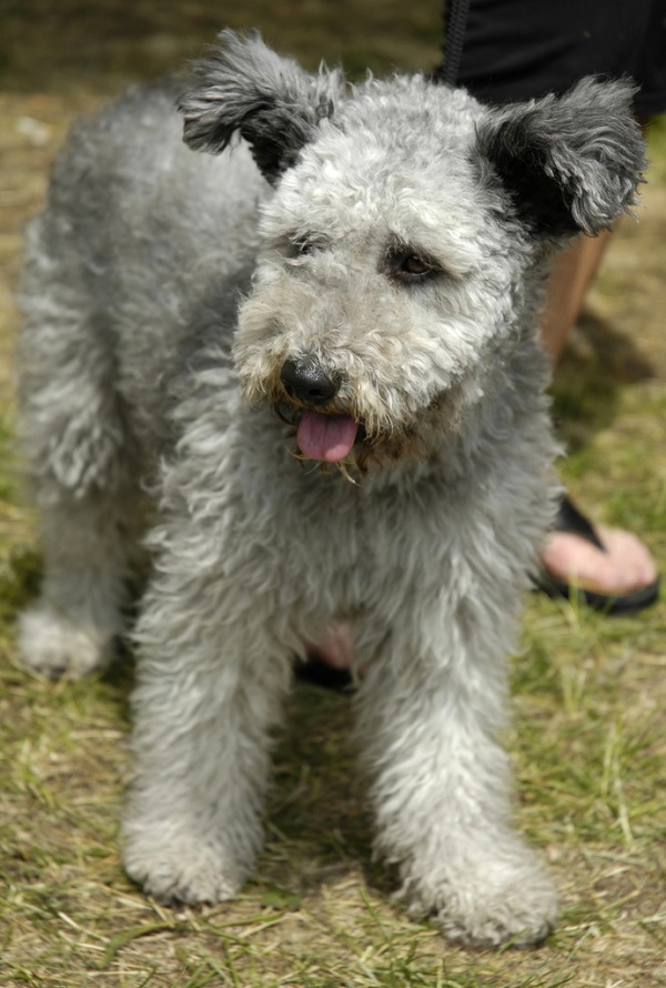 Pumi