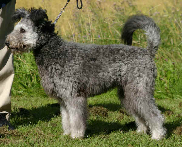 Pumi