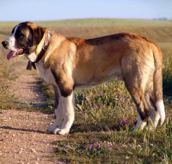 Rafeiro do Alentejo