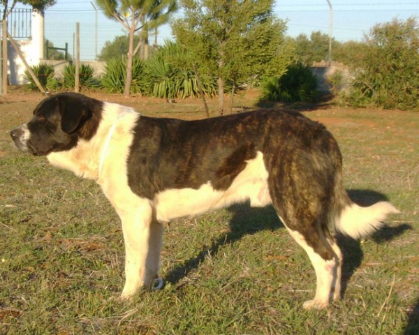 Rafeiro do Alentejo