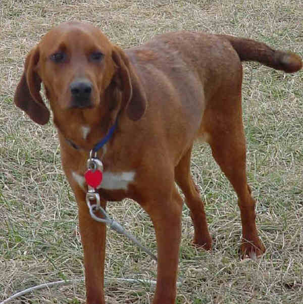 Redbone Coonhound