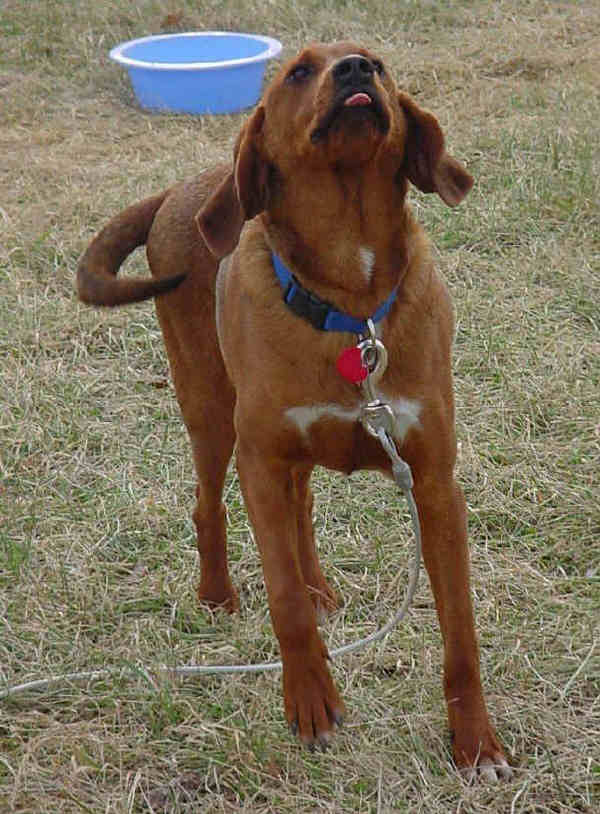 Redbone Coonhound