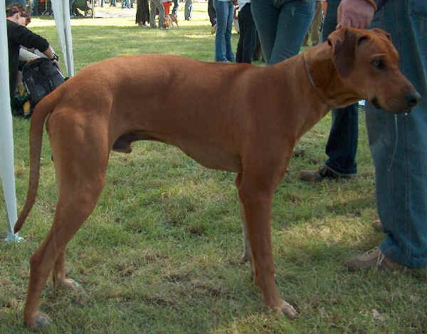 Rhodesian Ridgeback