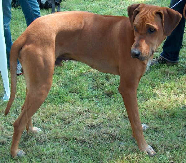 Rhodesian Ridgeback