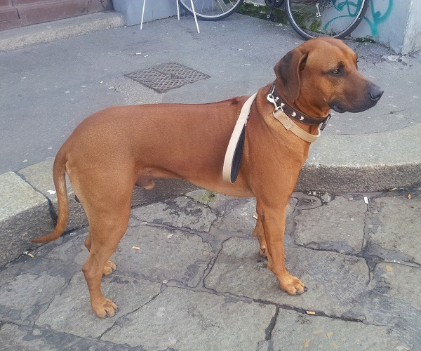 Rhodesian Ridgeback