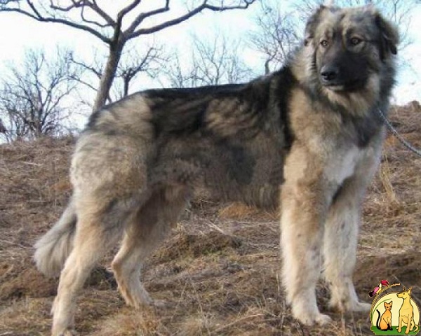 Romanian Carpathian Sheperd Dog