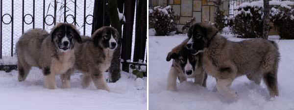 Romanian Carpathian Sheperd Dog