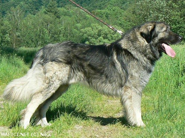 Romanian Carpathian Sheperd Dog