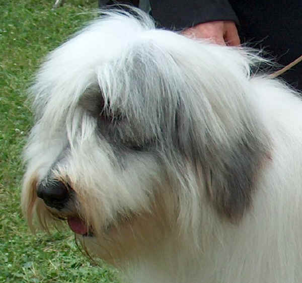 Romanian Mioritic Sheperd Dog 