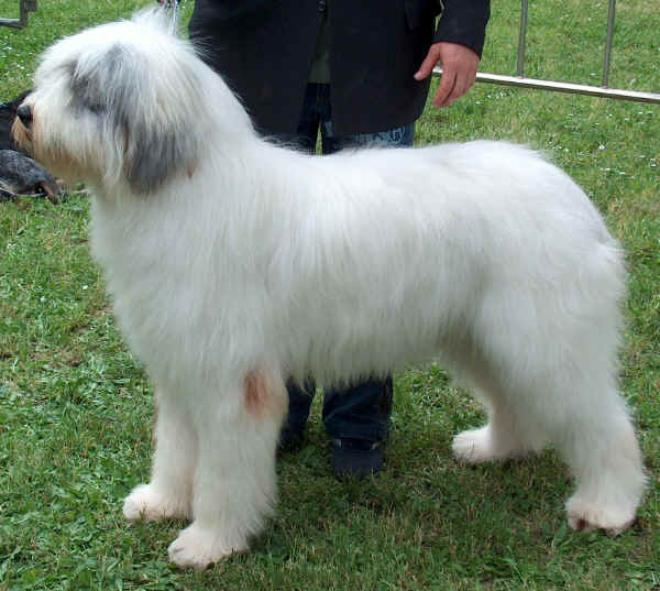 Romanian Mioritic Sheperd Dog 