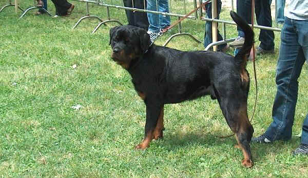 Rottweiler