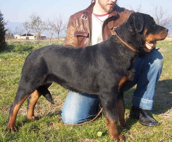 Rottweiler