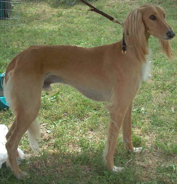 Saluki