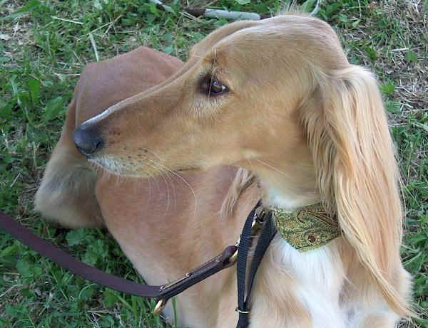 Saluki