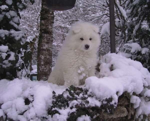 Cucciolo di Samoiedo