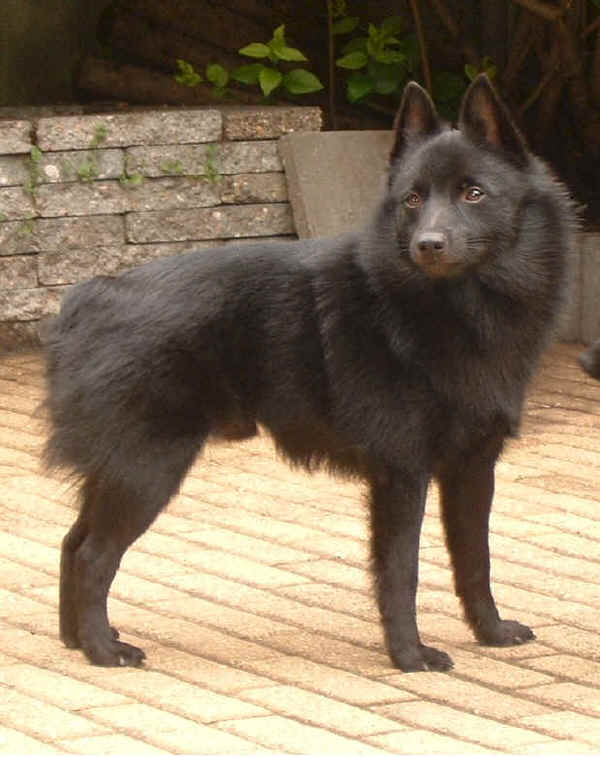 Schipperke