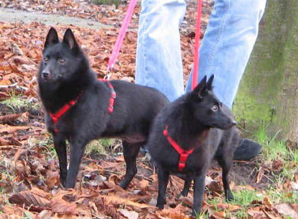 Schipperke