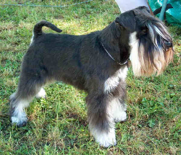 Schnauzer Nano