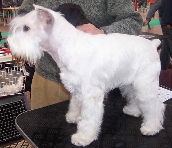 Schnauzer Nano