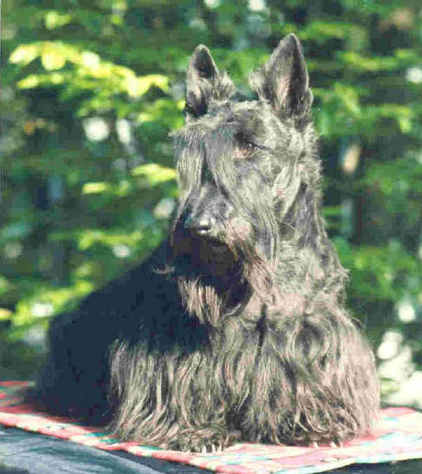 Scottish Terrier