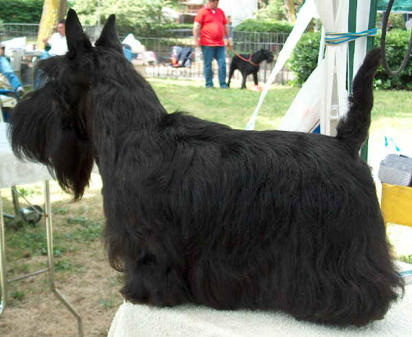 Scottish Terrier