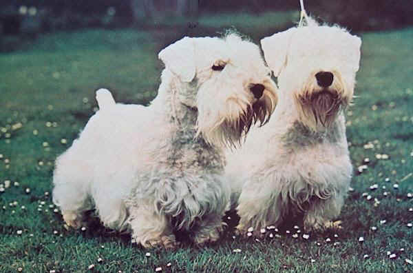 Sealyham Terrier 