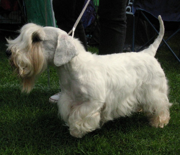 Sealyham Terrier 