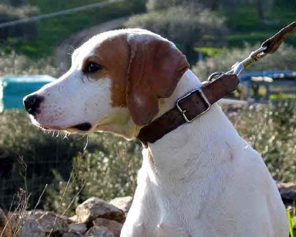 Segugio dell'Istria a Pelo Raso