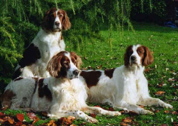 Setter Irlandese Rosso-Bianco