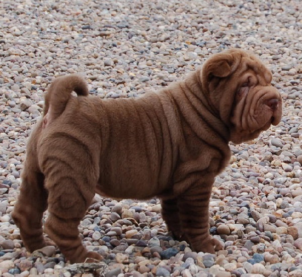 cane sharpei