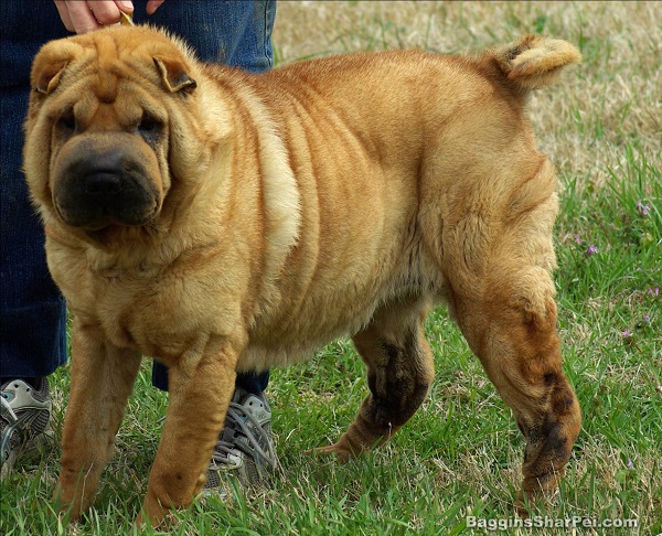 Shar Pei