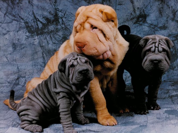 Shar Pei