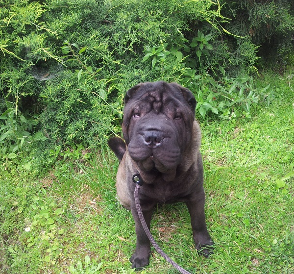 Shar Pei