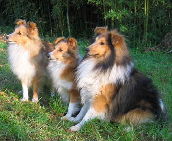 Shetland Sheepdog