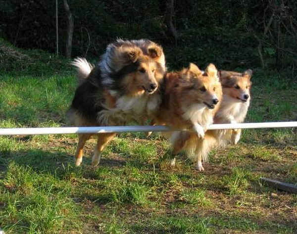 Shetland Sheepdog