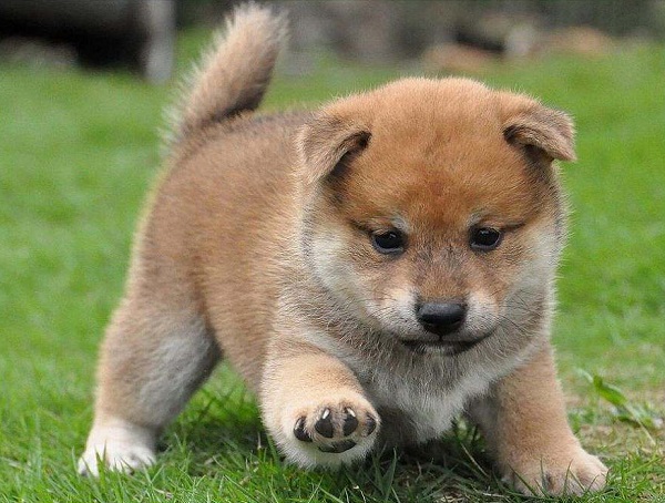 Shiba Inu