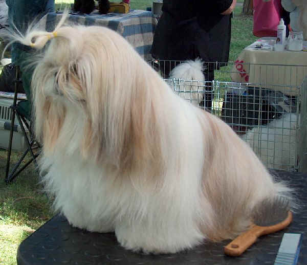 Shih-Tzu  