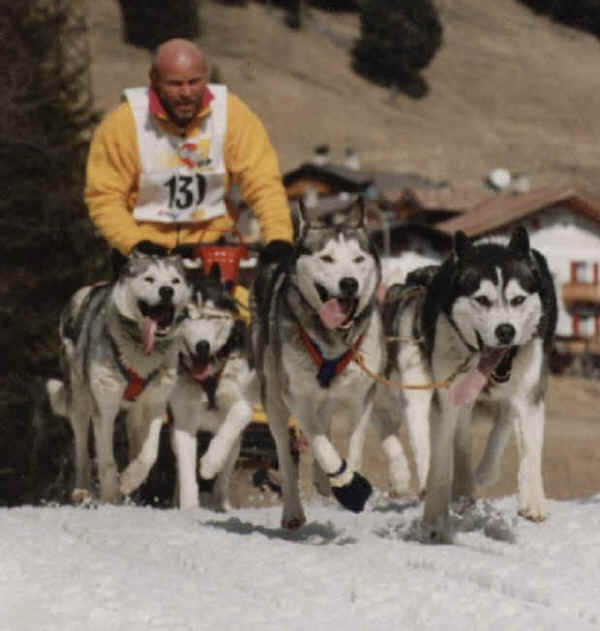 Siberian Husky