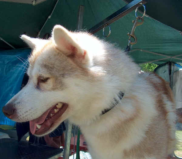 SIBERIA HUSKI
