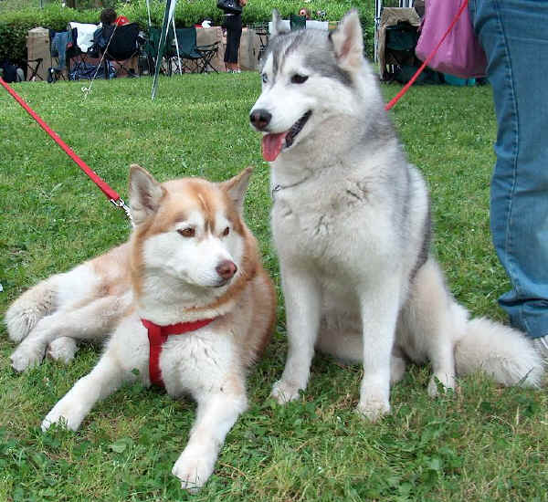 Siberian Husky