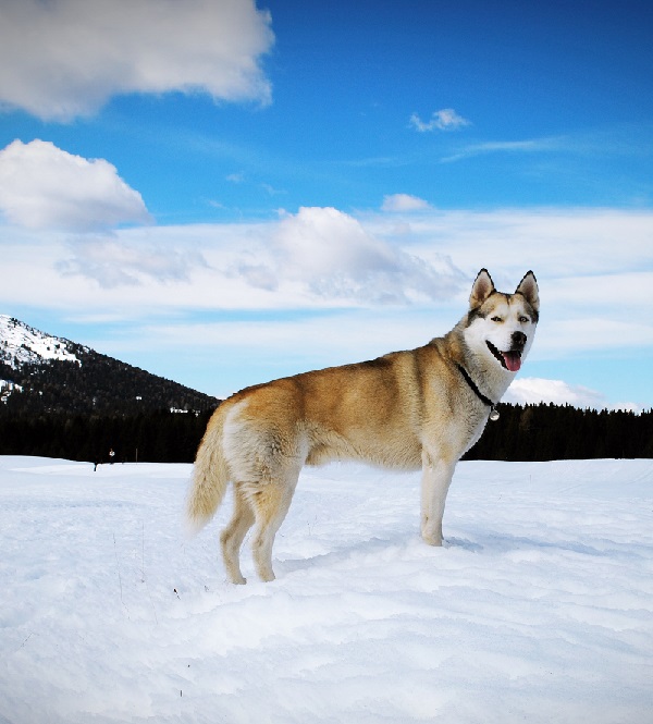 Siberian Husky