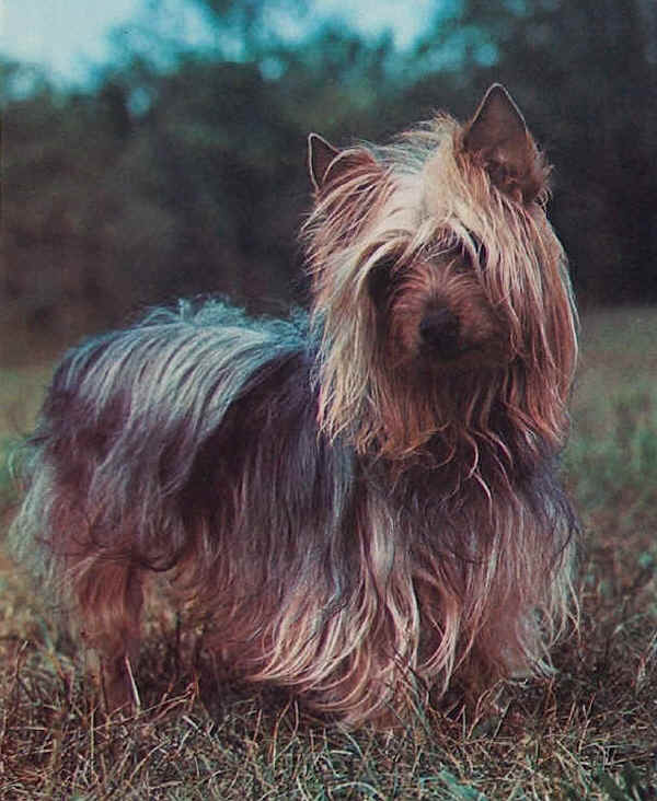 Silky Terrier 