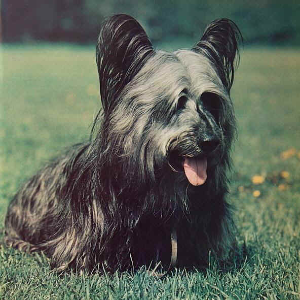 Skye Terrier 