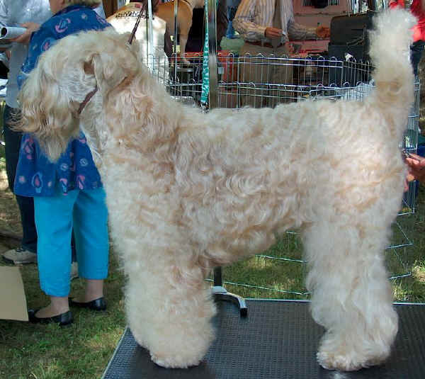 Soft-Coated Wheaten Terrier