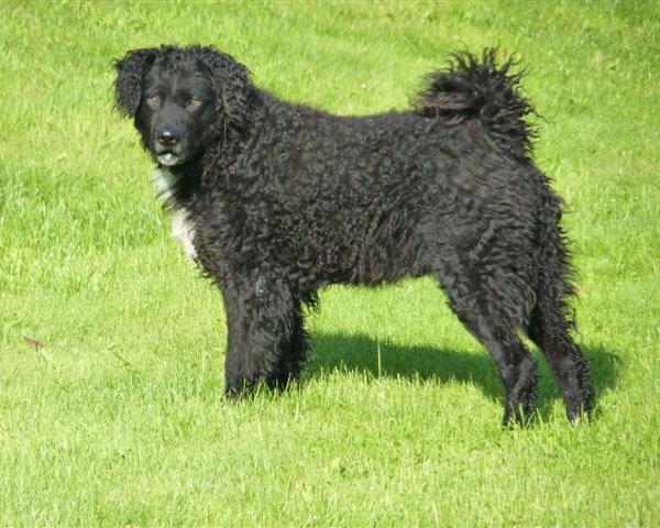 Spaniel Olandese