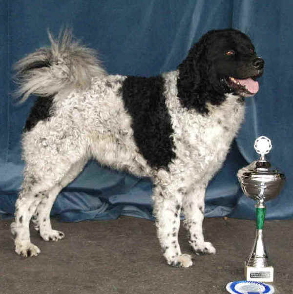 Spaniel Olandese