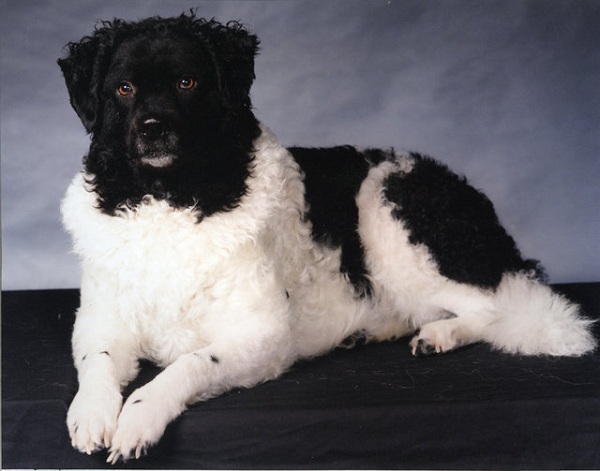 Spaniel Olandese