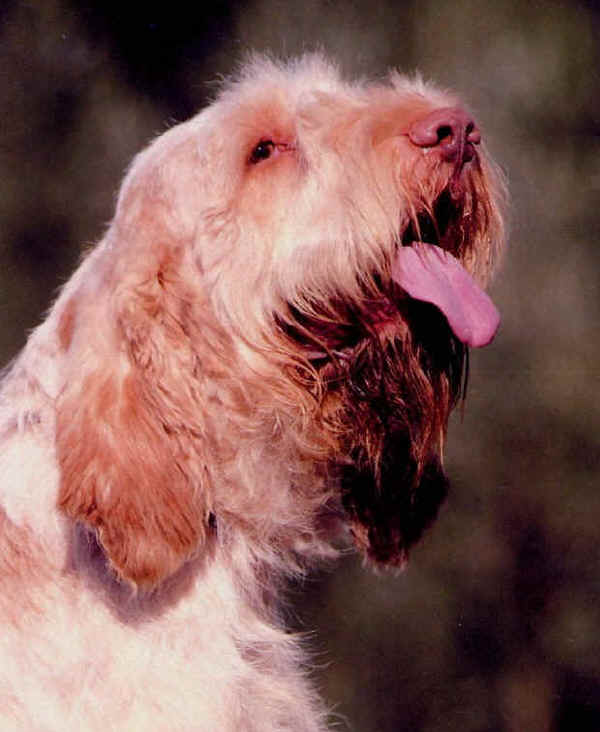 Spinone Italiano